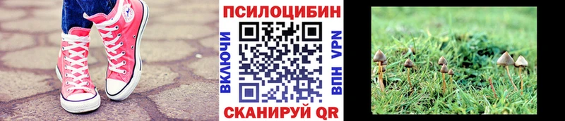 закладки  Жуков  Галлюциногенные грибы Cubensis 